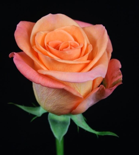 Rose Tropical Amazone Standard Rose Roses Flowers by category